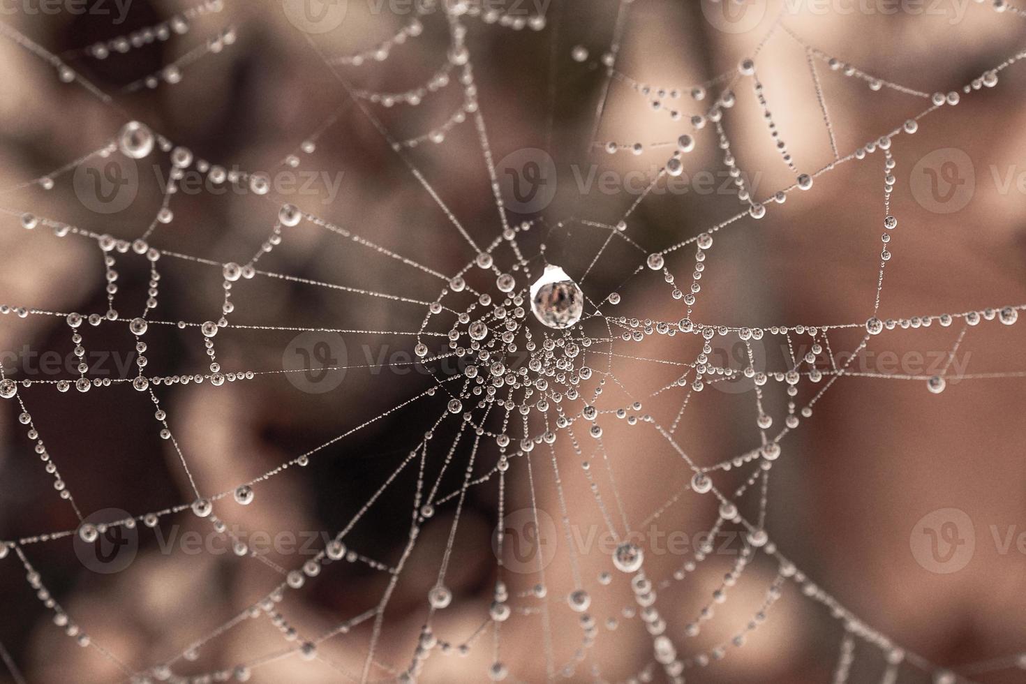 little delicate water drops on a spider web in close-up on a foggy day photo