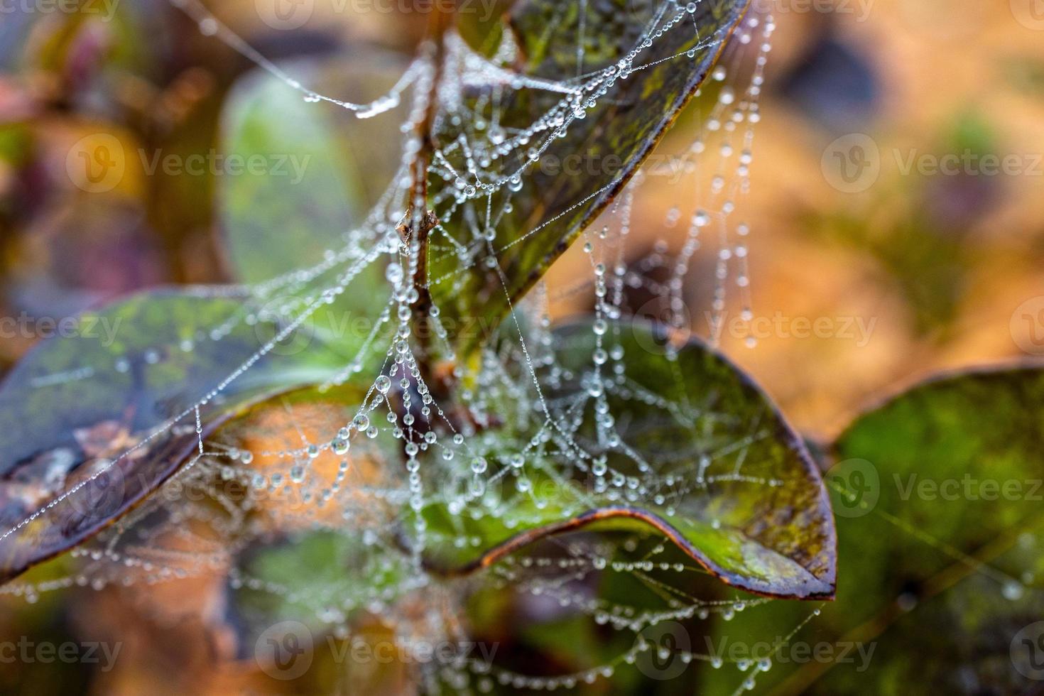 little delicate water drops on a spider web in close-up on a foggy day photo