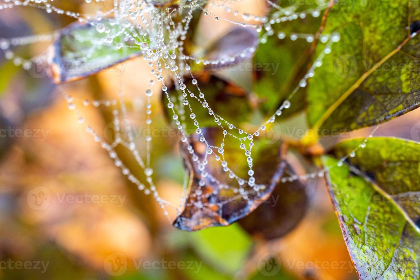 little delicate water drops on a spider web in close-up on a foggy day photo