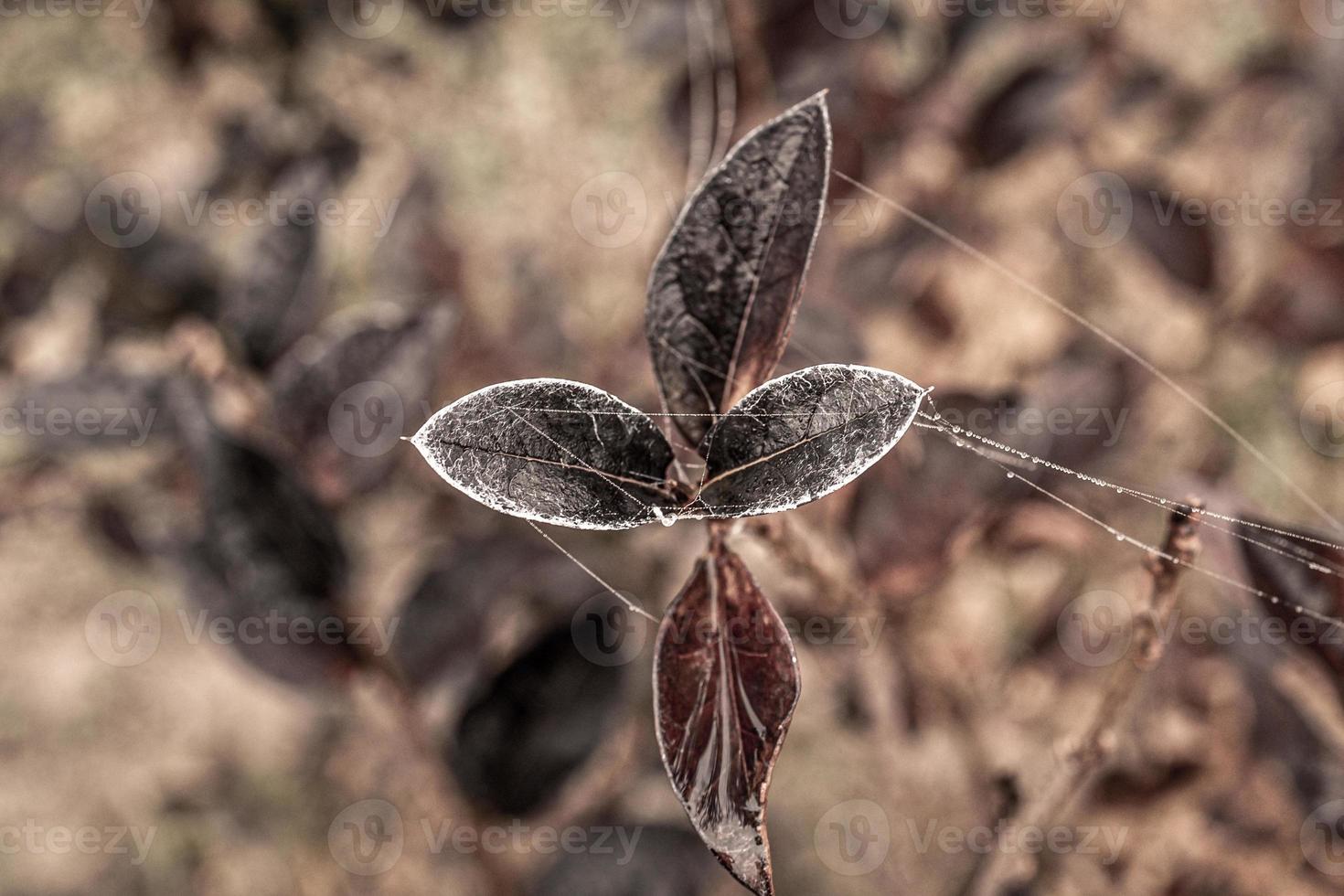 little delicate water drops on a spider web in close-up on a foggy day photo