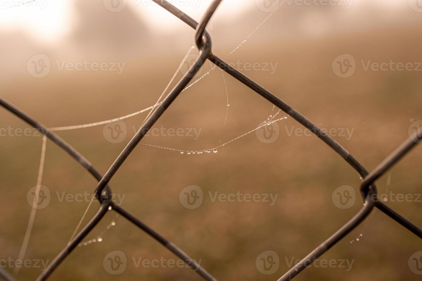 little delicate water drops on a spider web in close-up on a foggy day photo