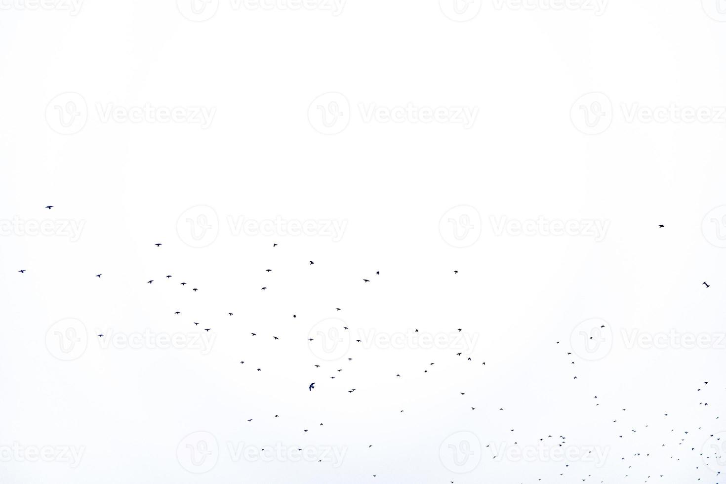 background flock of black birds in the sky isolated texture for artwork photo