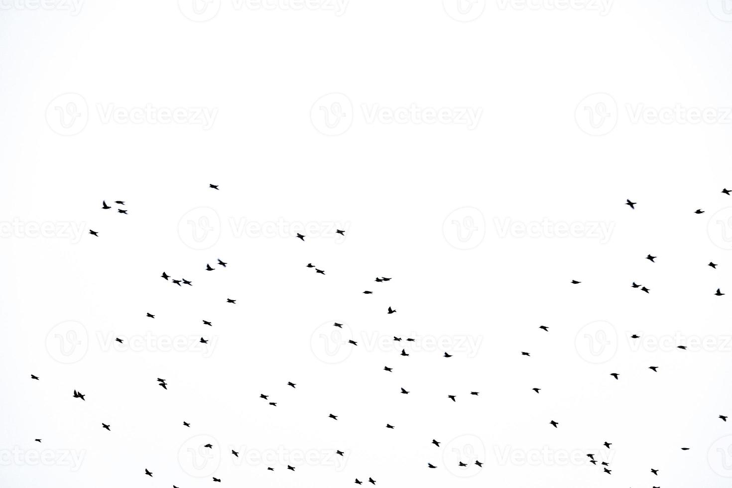 background flock of black birds in the sky isolated texture for artwork photo