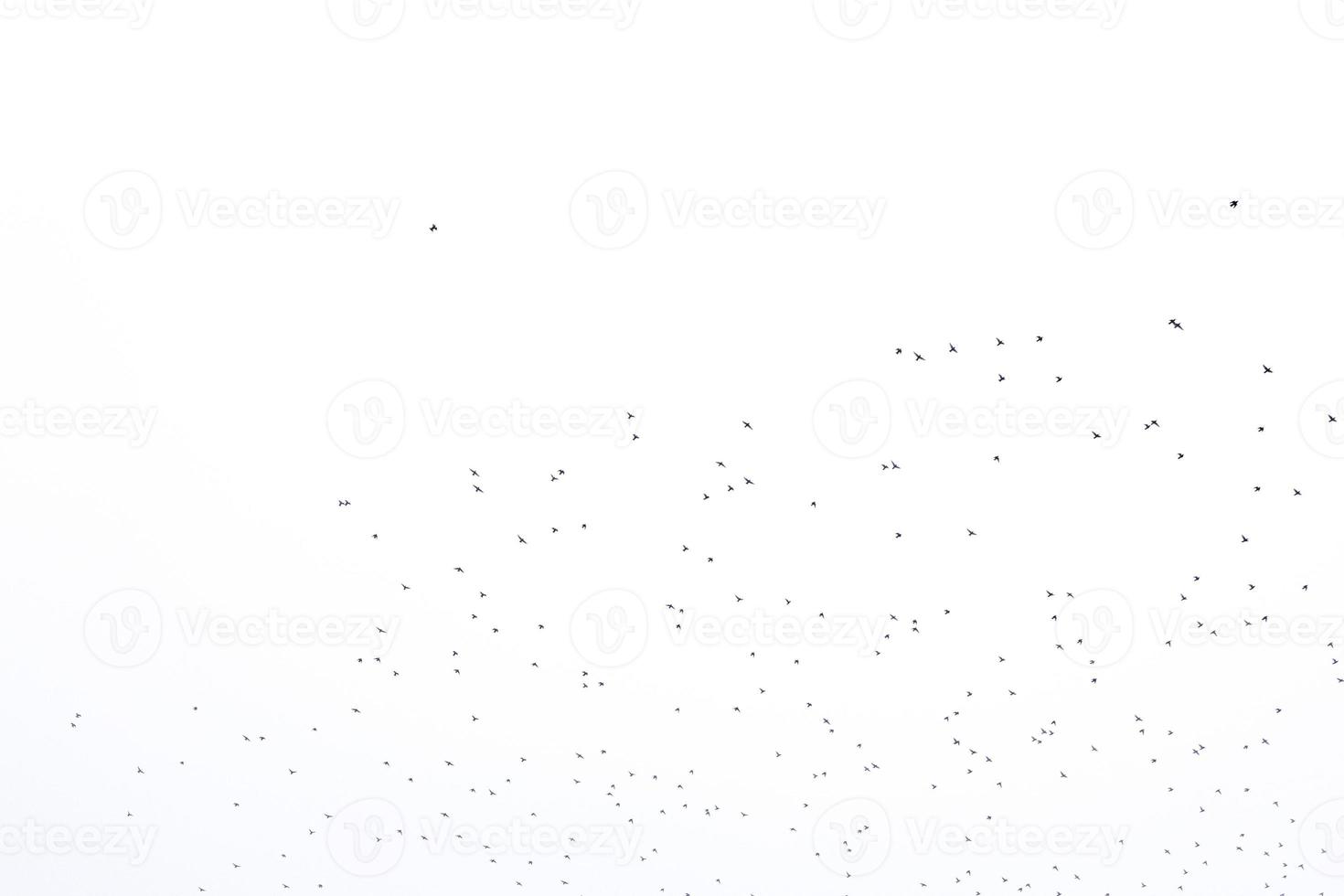 background flock of black birds in the sky isolated texture for artwork photo