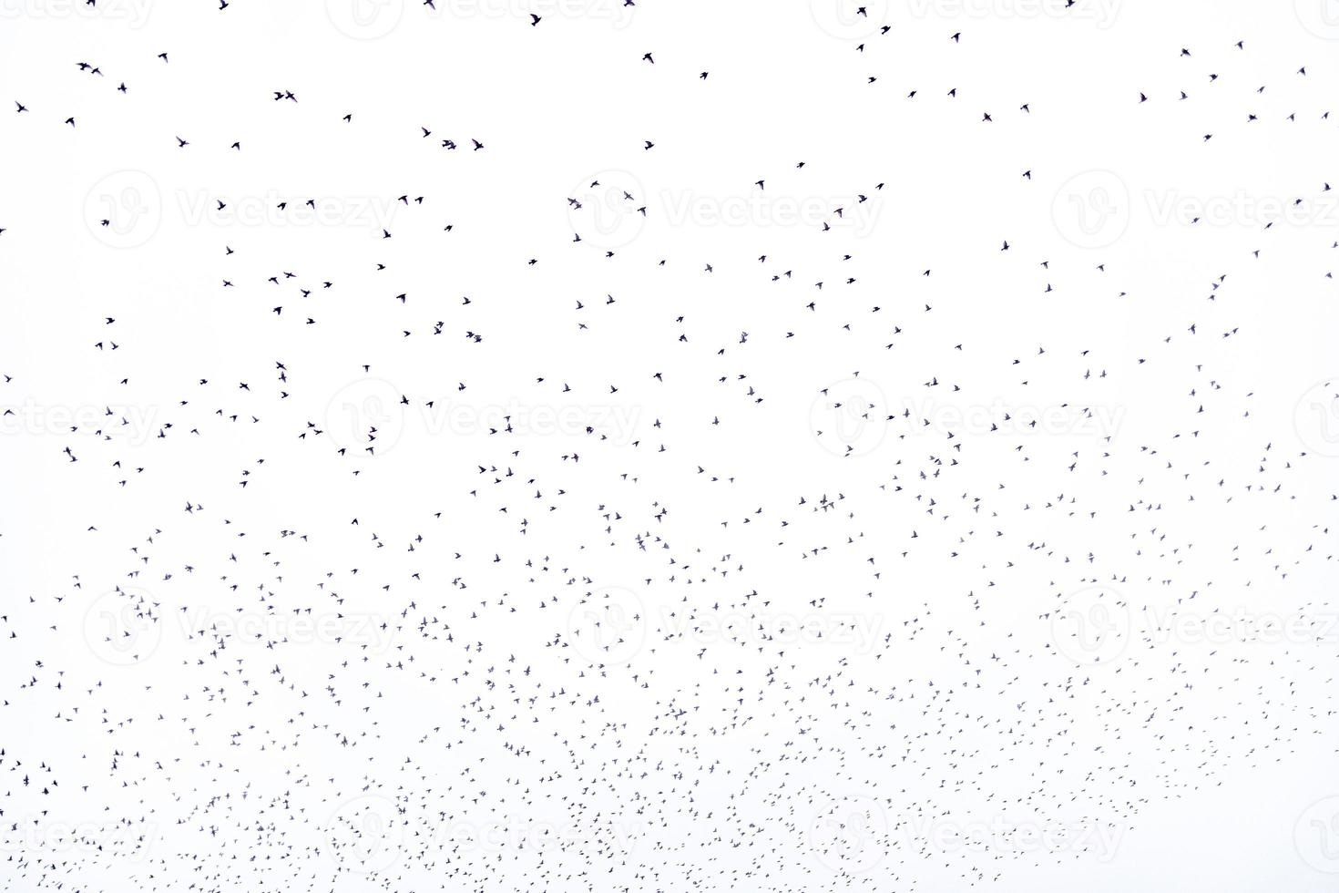 antecedentes rebaño de negro aves en el cielo aislado textura para obra de arte foto