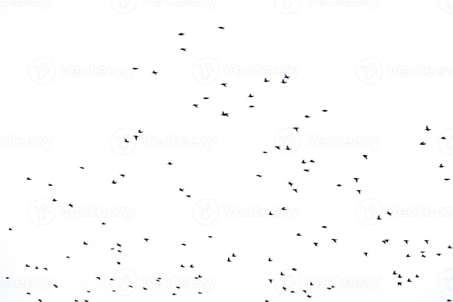 background flock of black birds in the sky isolated texture for artwork photo