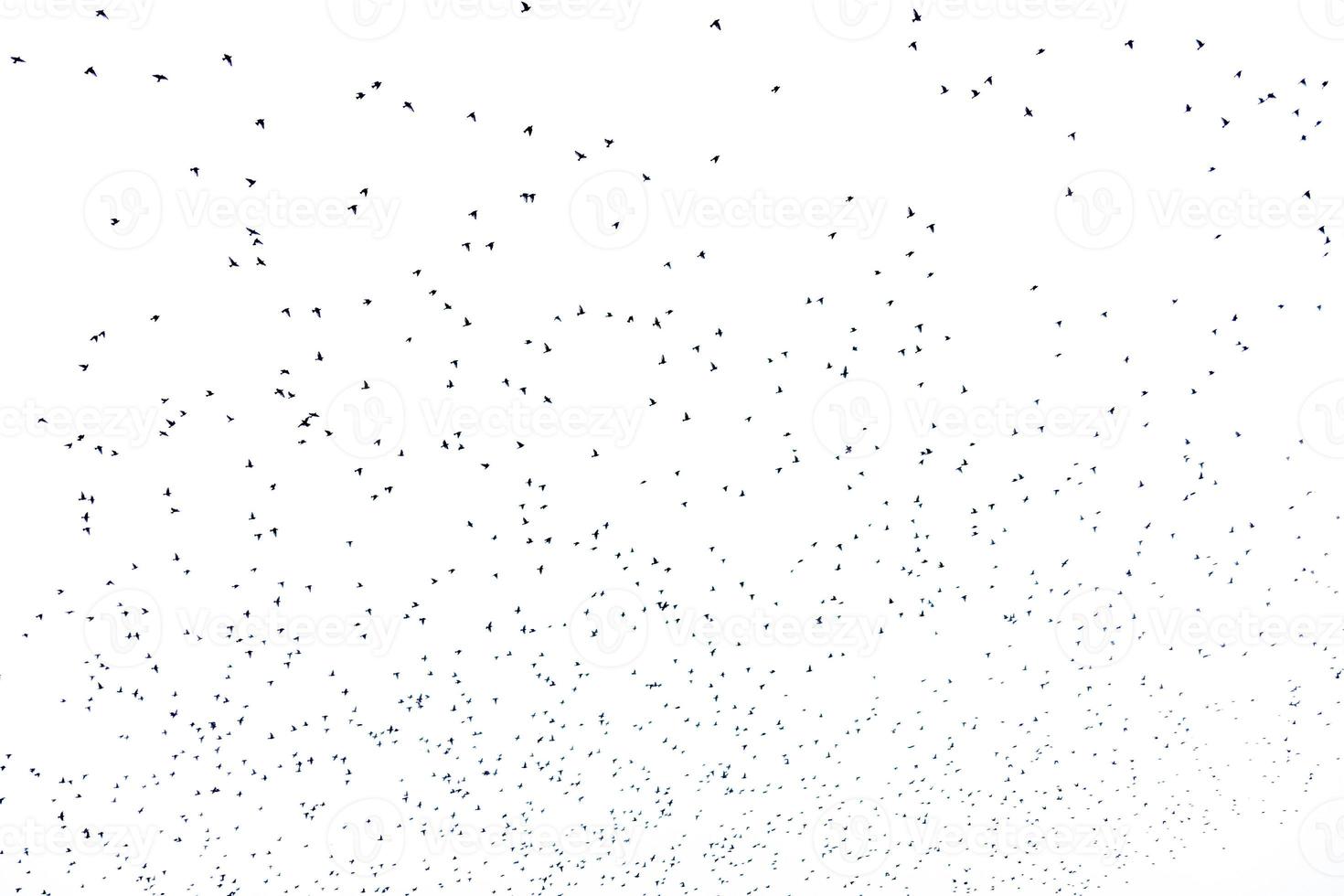 background flock of black birds in the sky isolated texture for artwork photo