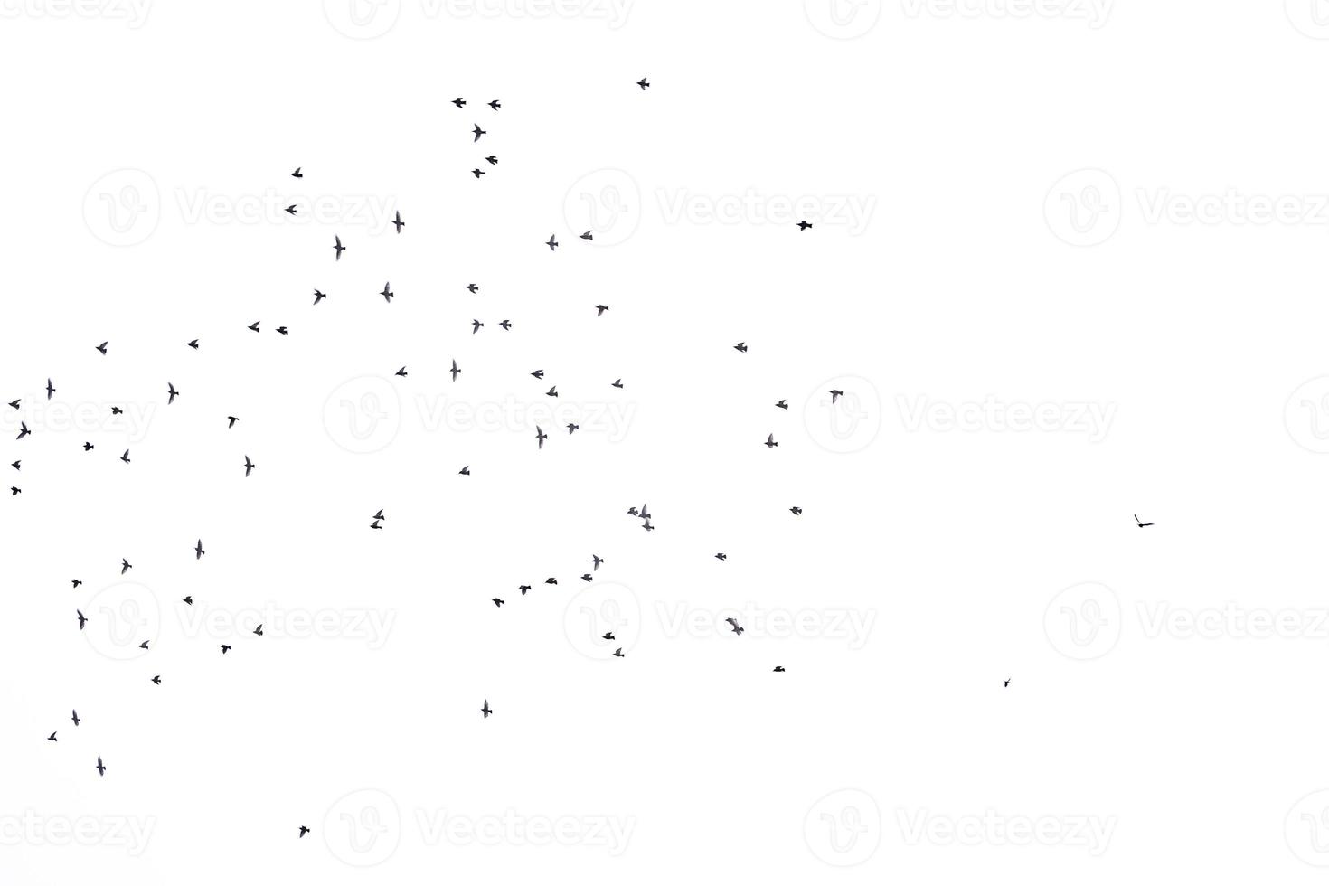 background flock of black birds in the sky isolated texture for artwork photo