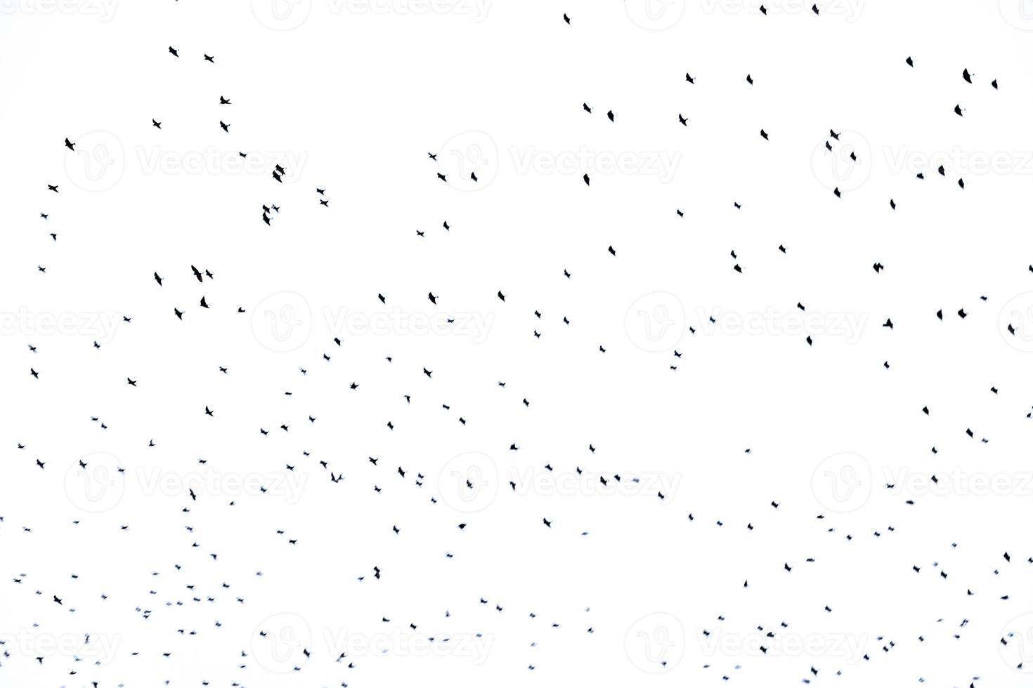 background flock of black birds in the sky isolated texture for artwork photo