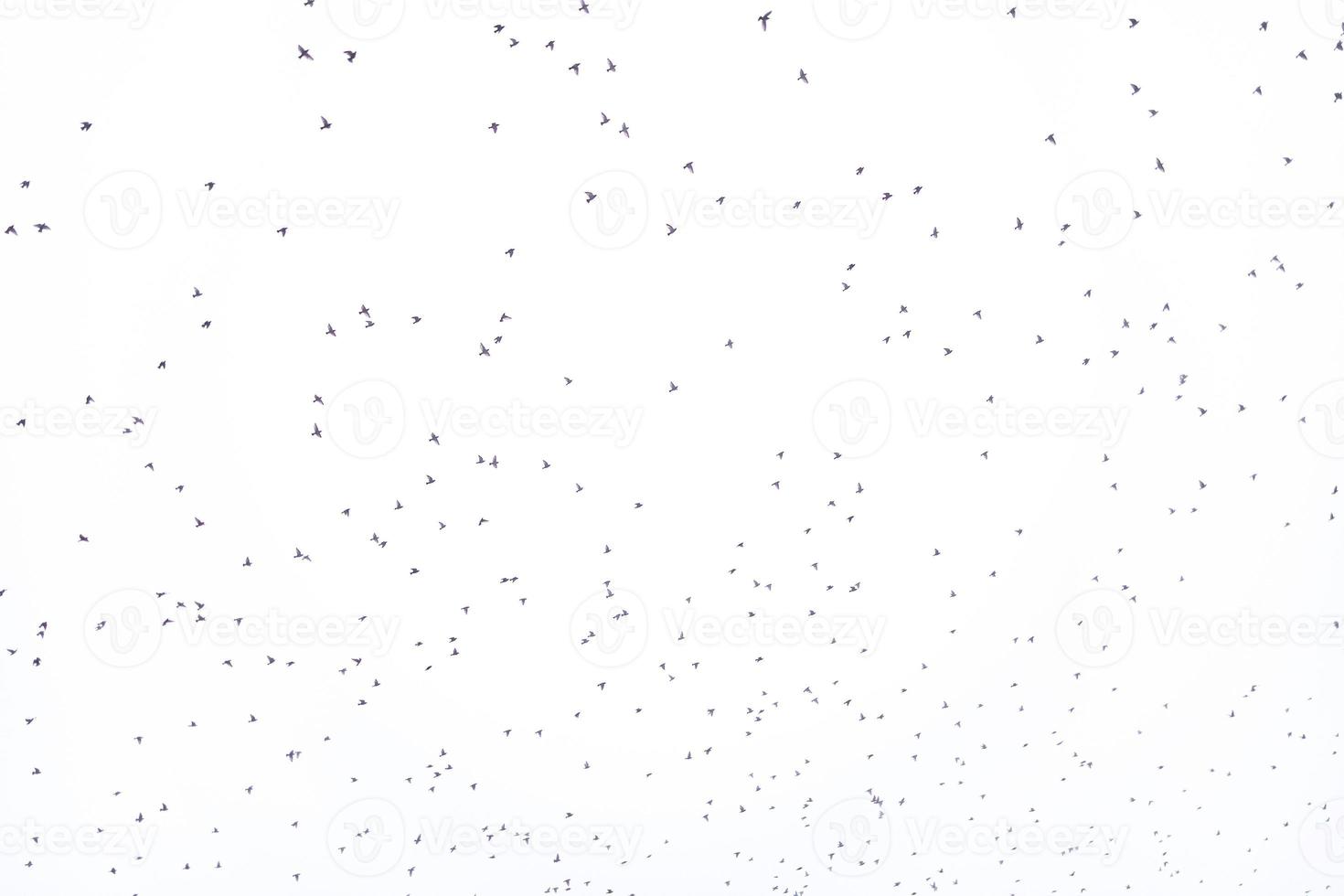 antecedentes rebaño de negro aves en el cielo aislado textura para obra de arte foto