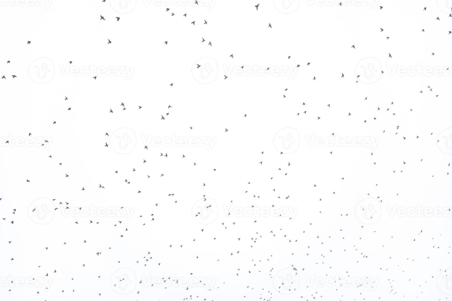 background flock of black birds in the sky isolated texture for artwork photo