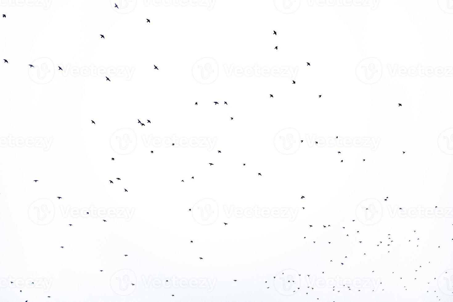 background flock of black birds in the sky isolated texture for artwork photo