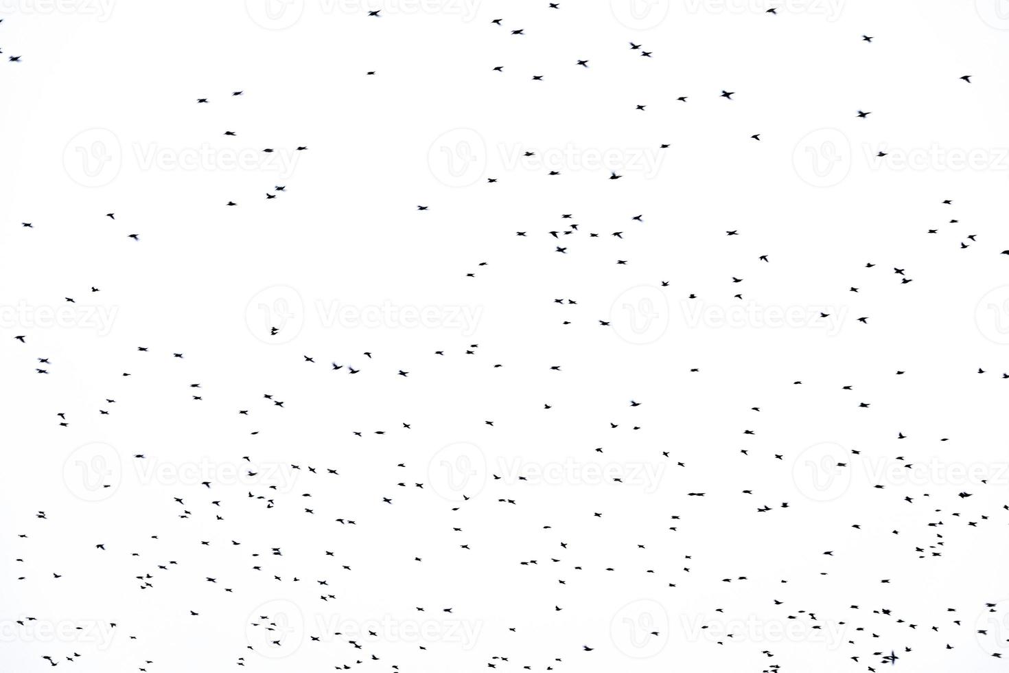 background flock of black birds in the sky isolated texture for artwork photo