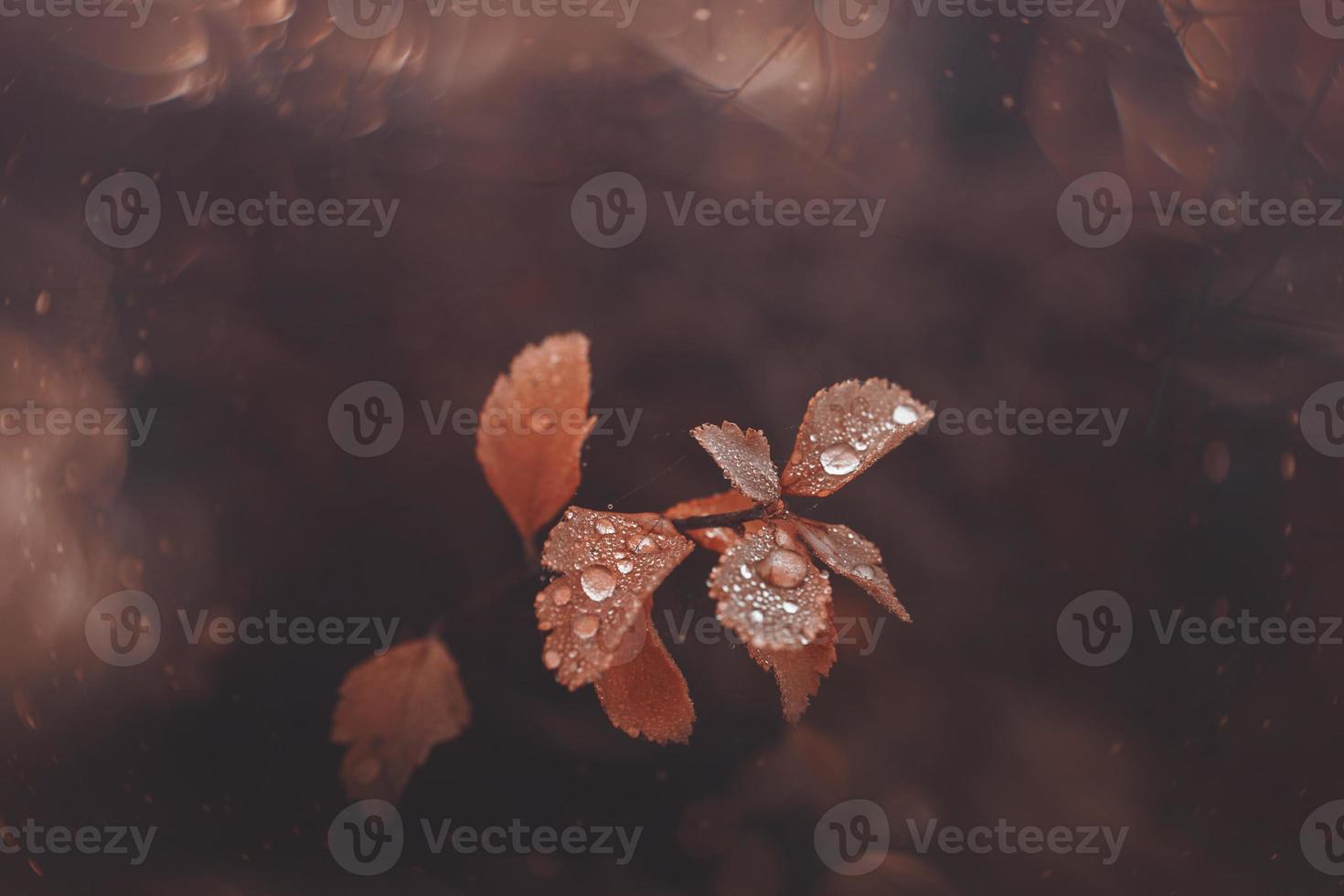 brown autumn leaves with small water drops with bokeh photo