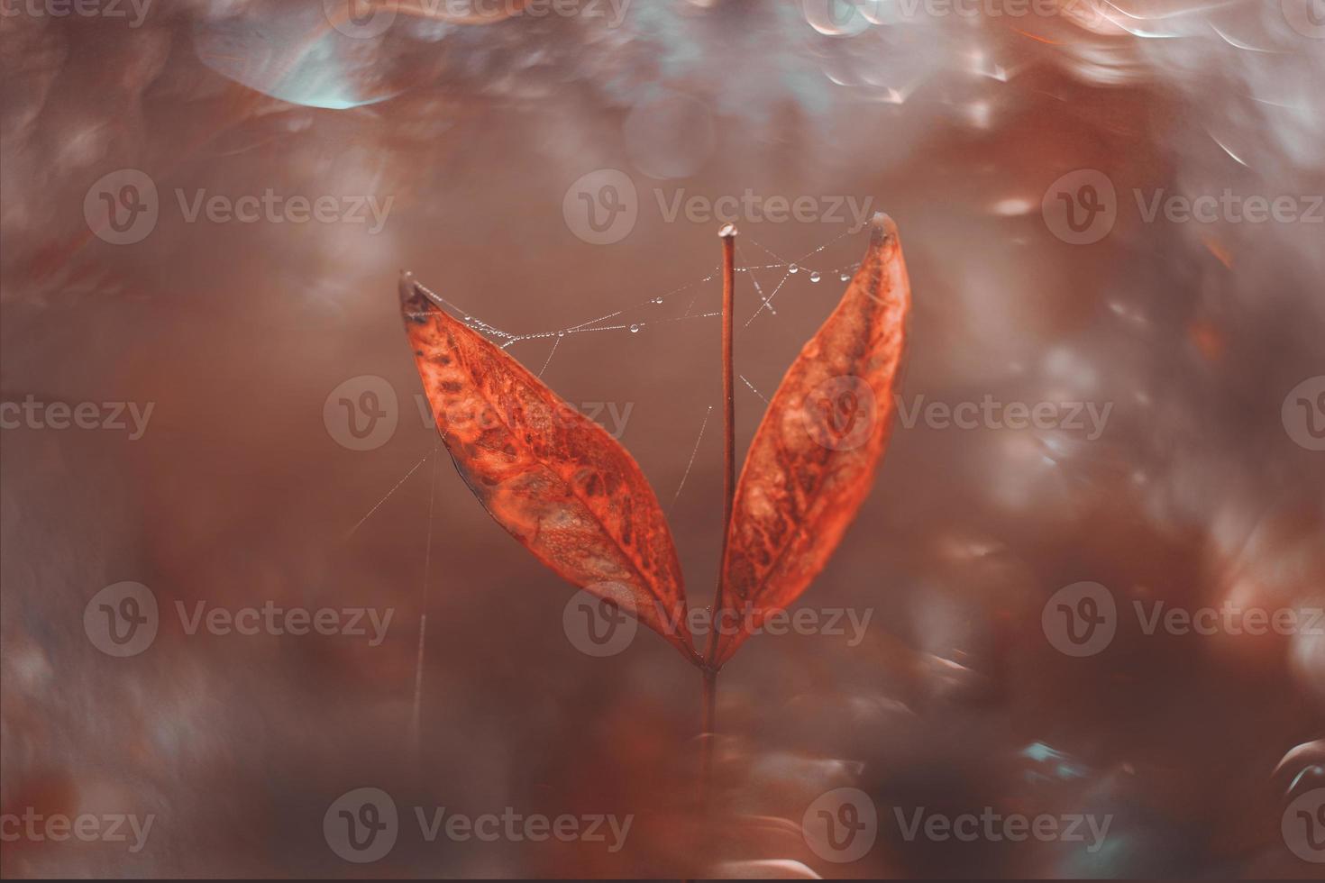 brown autumn leaves with small water drops with bokeh photo
