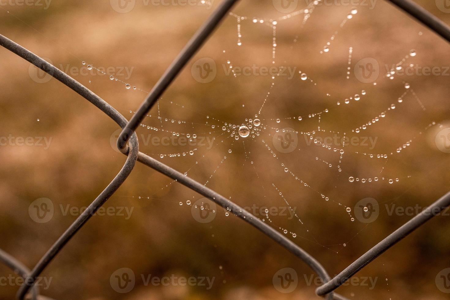 little delicate water drops on a spider web in close-up on a foggy day photo