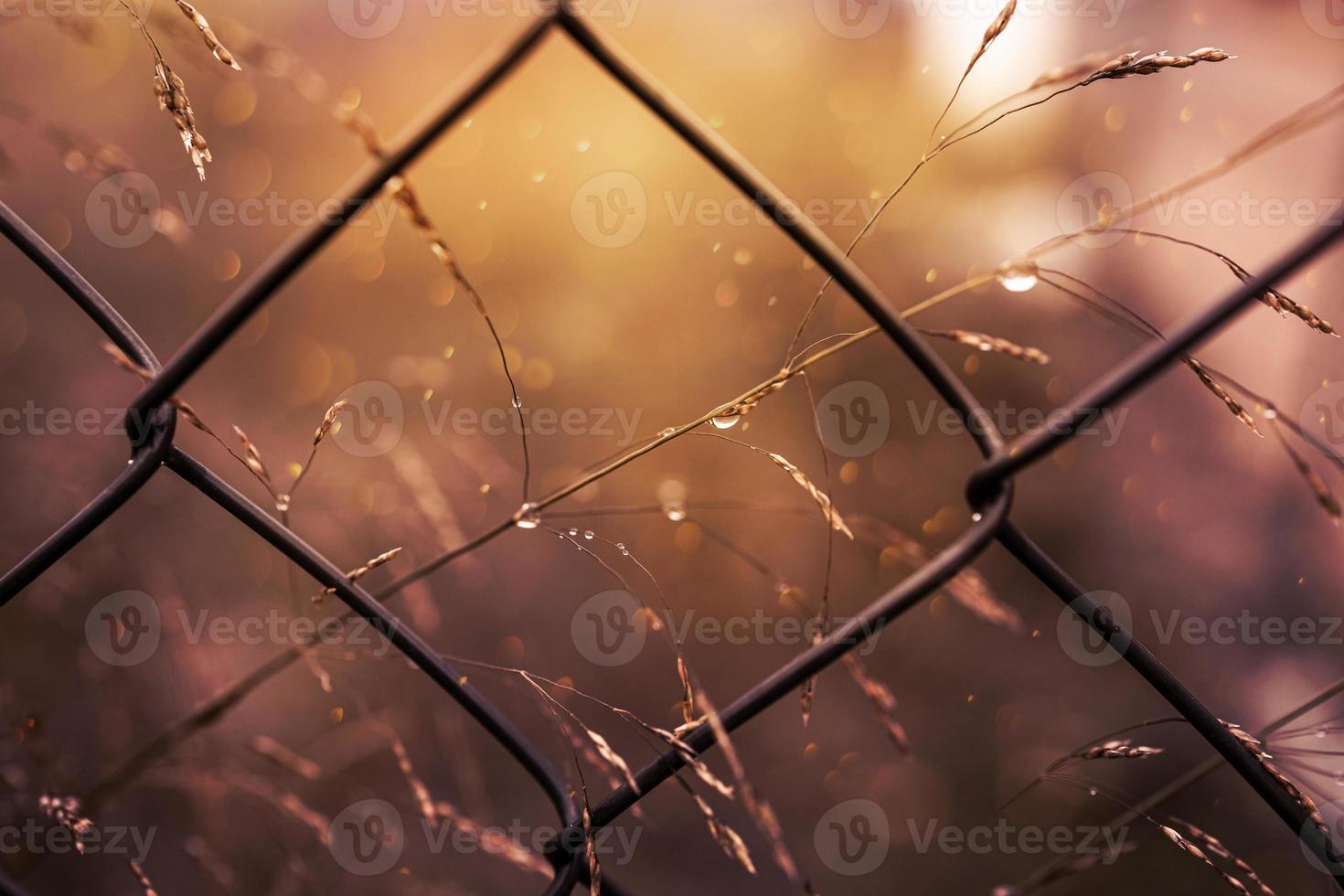 little  delicate autumn grasses in warm sunshine in the garden photo