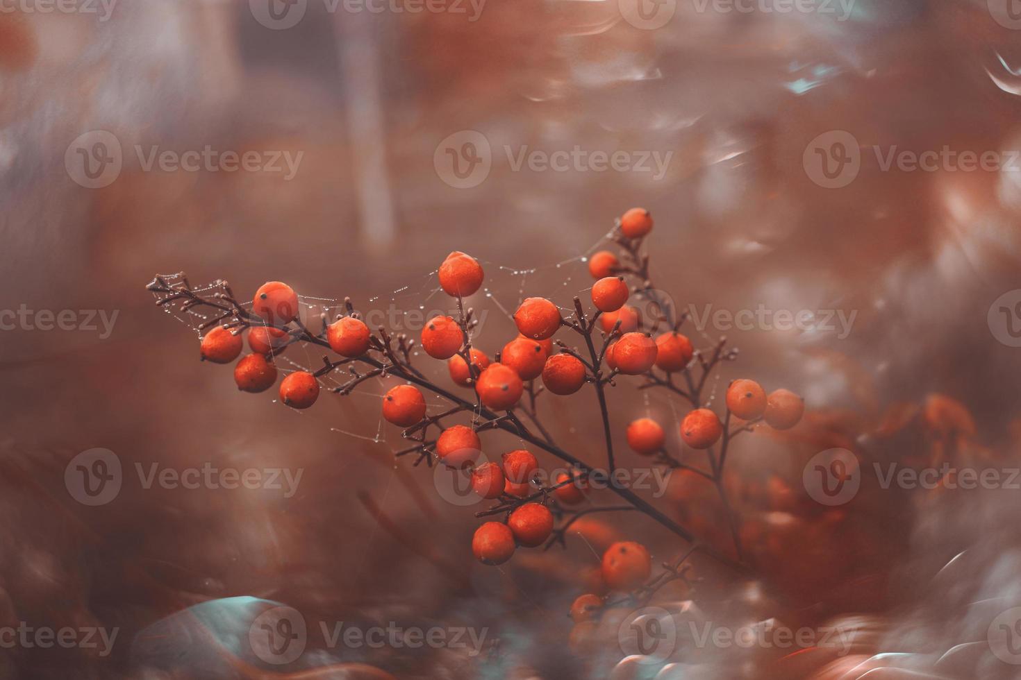 autumn bush with red fruits with bokeh close-up photo