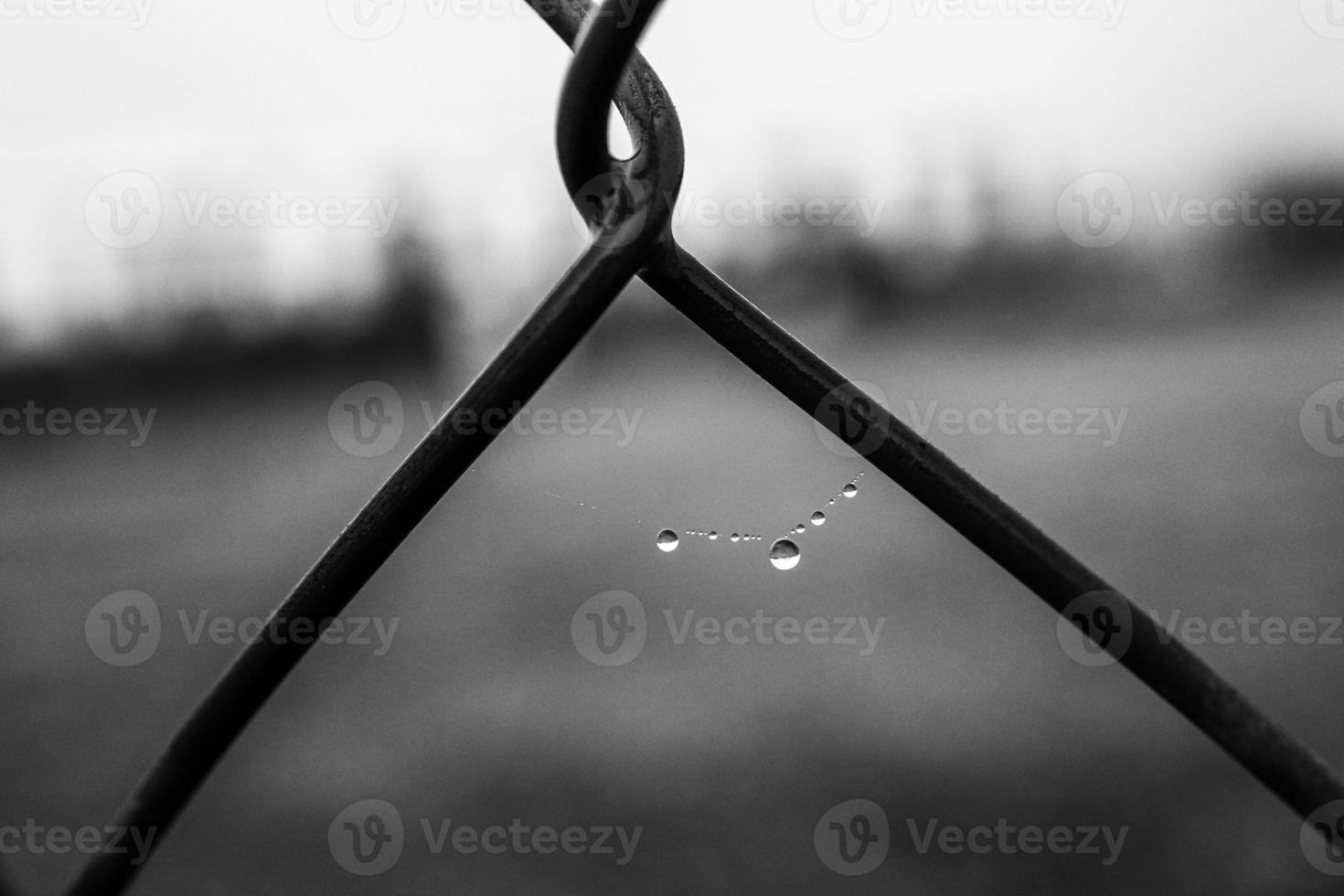 little delicate water drops on a spider web in close-up on a foggy day photo