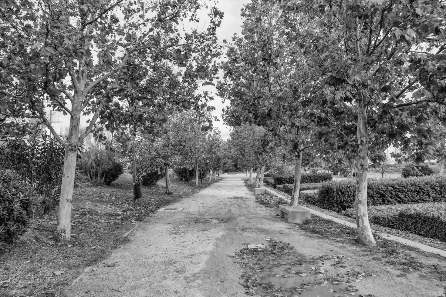 autumn alley with trees in a park in Zaragoza Spain photo