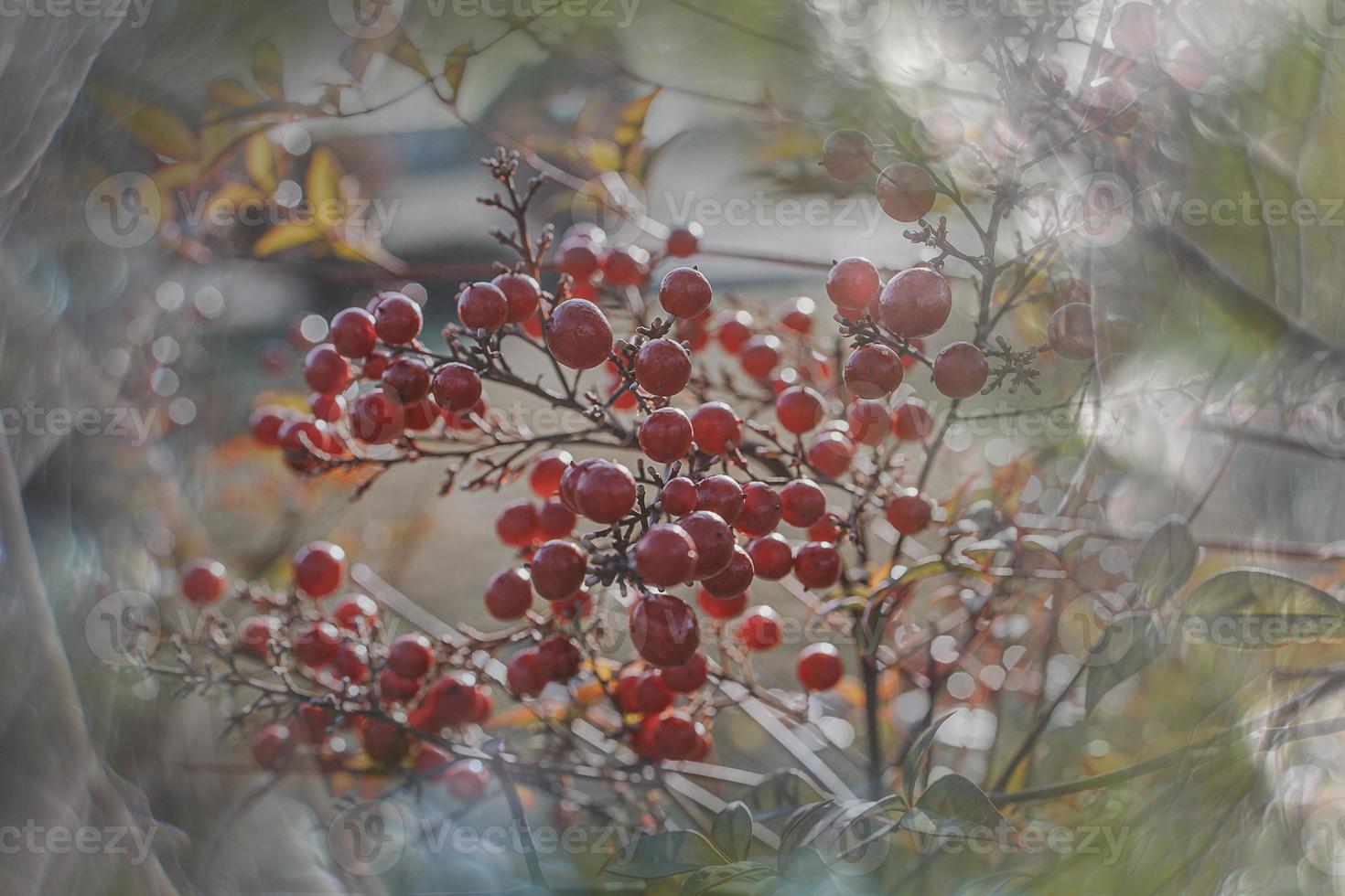 red ornamental fruits on the vine in autumn day in sunset and bokeh light photo