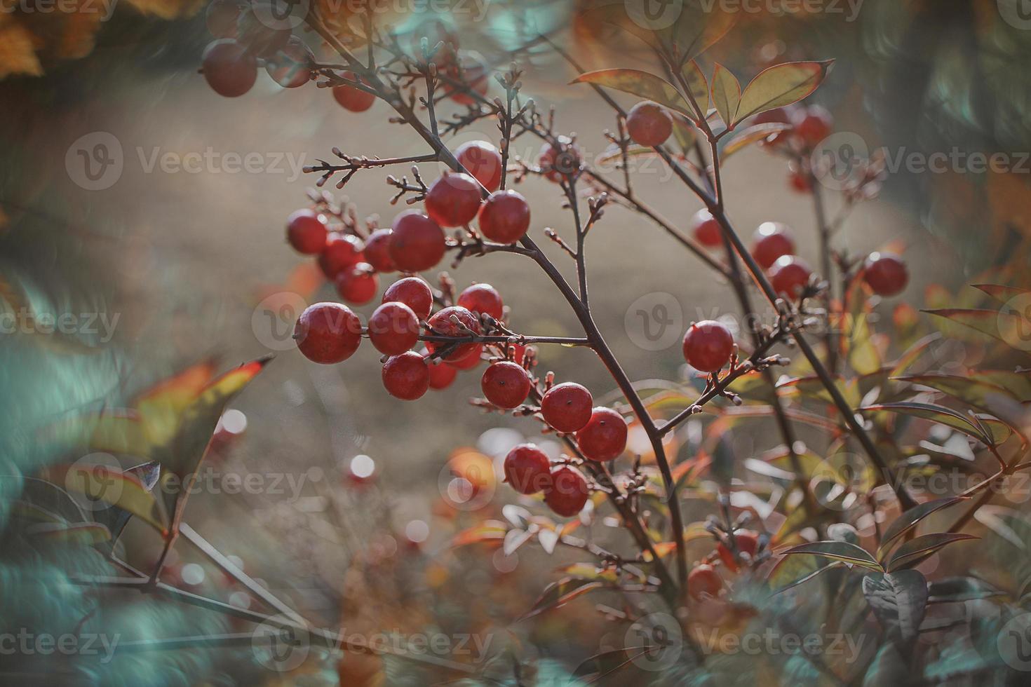 red ornamental fruits on the vine in autumn day in sunset and bokeh light photo