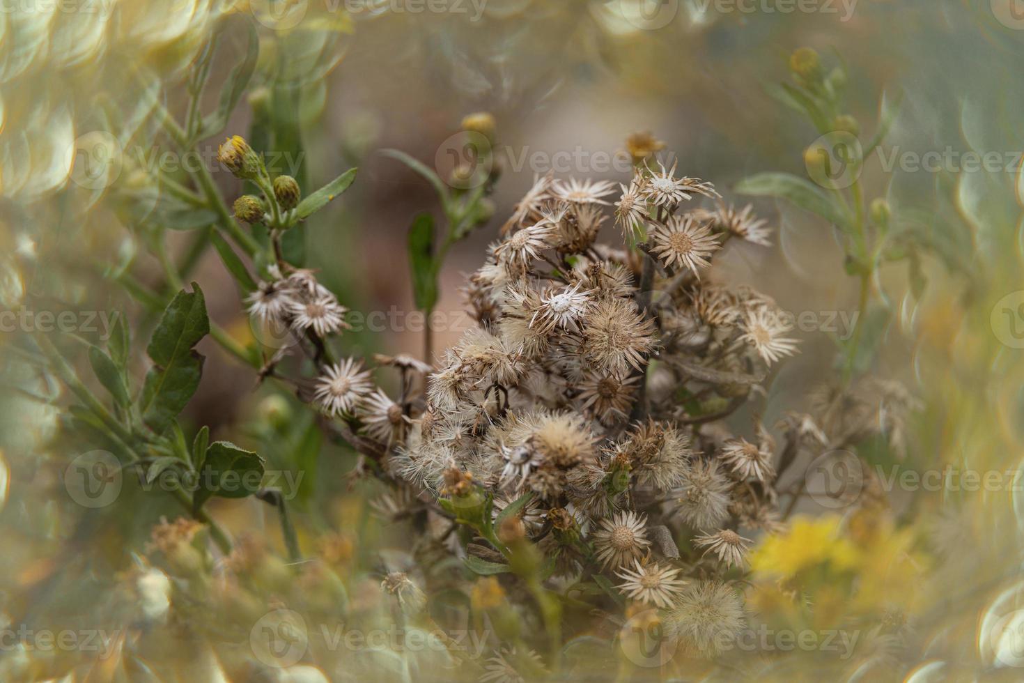 beautiful little delicate autumn flowers in the garden on a background with bokeh photo