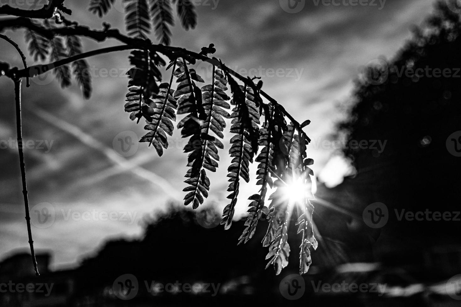 warm rays of the setting sun shining through the twig with green leaves photo