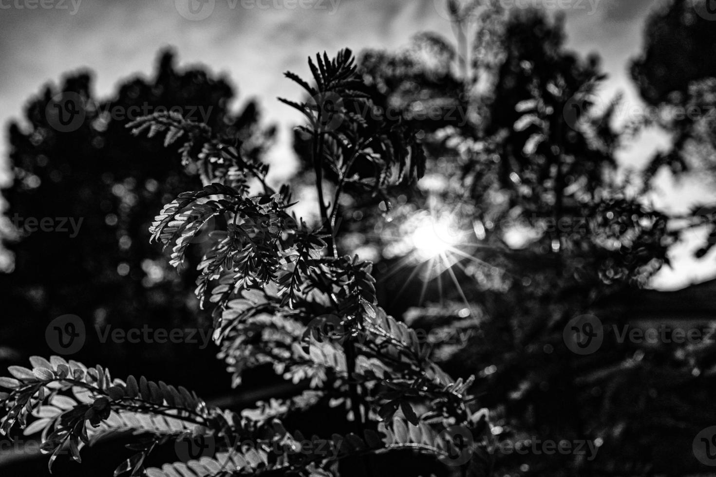 warm rays of the setting sun shining through the twig with green leaves photo