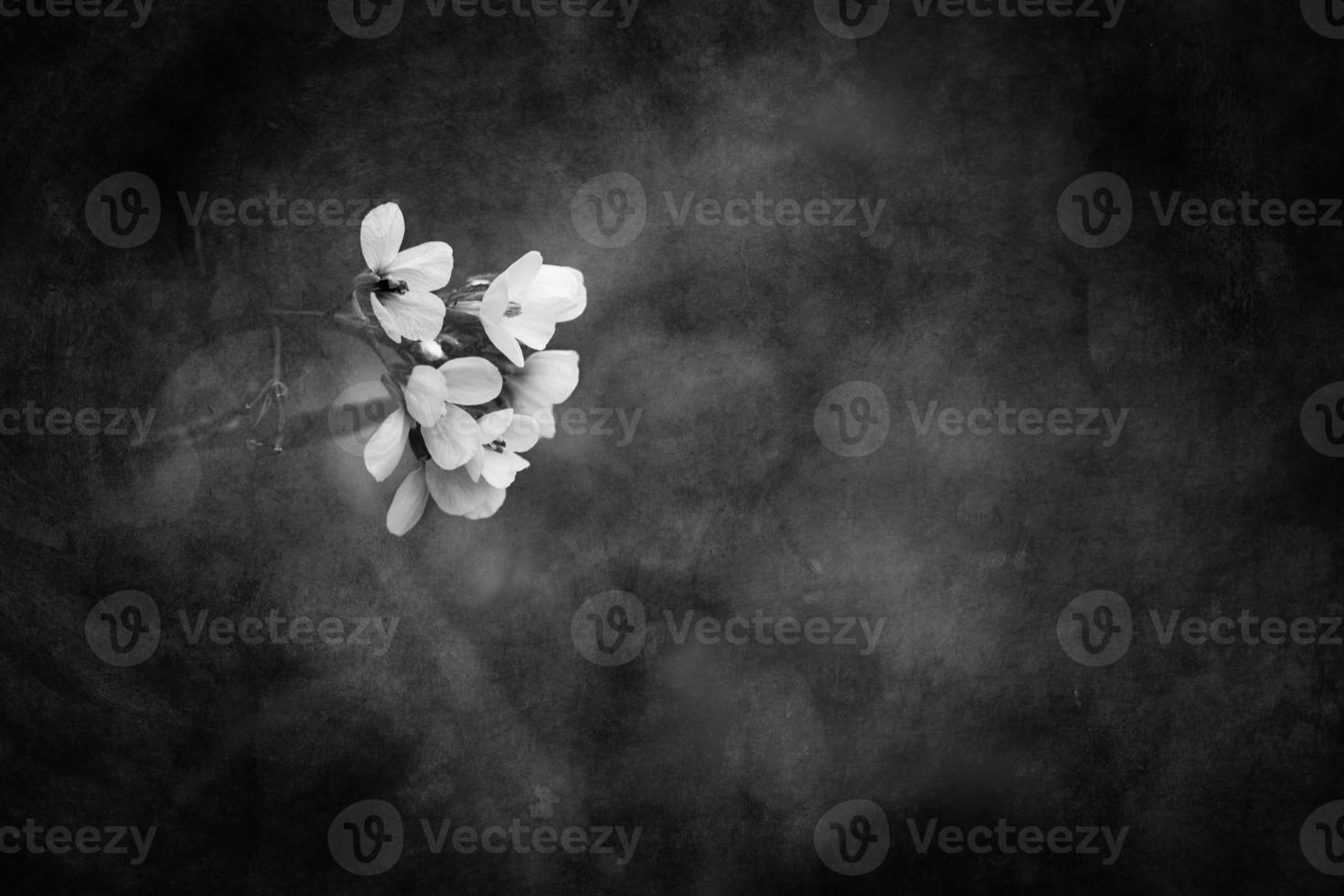 little delicate autumn flowers in the garden on a background with bokeh photo