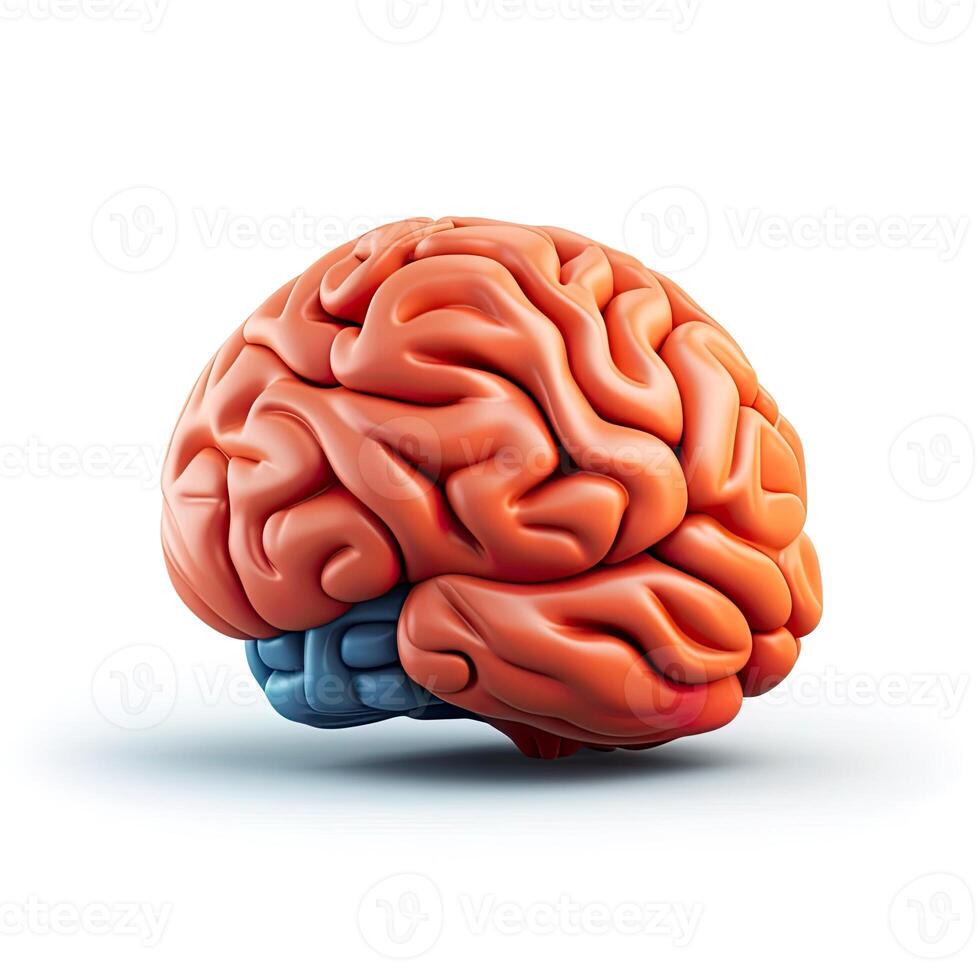 3D design of human brain over white background. . photo