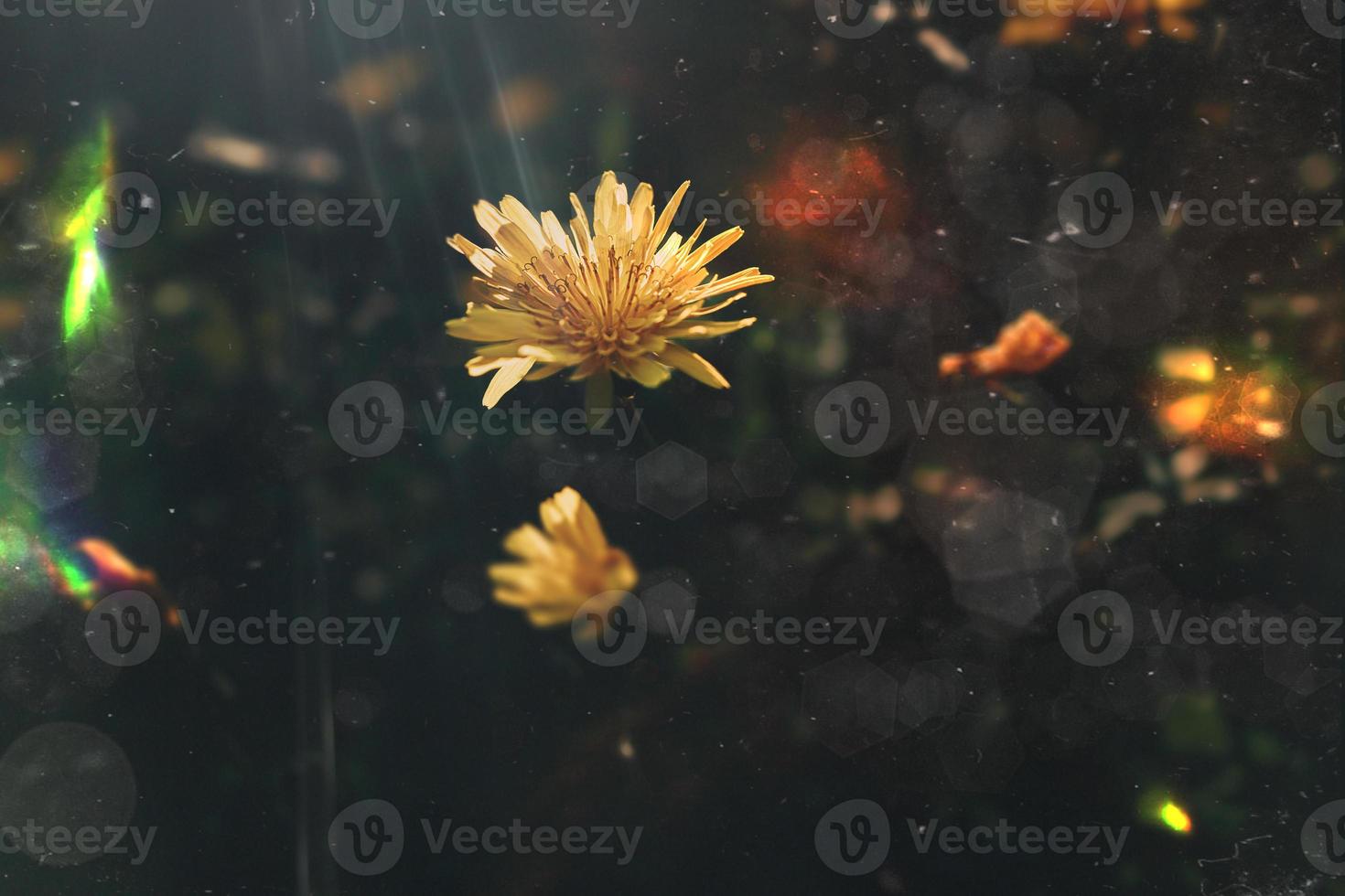 salvaje saltamontes con pequeño amarillo flor en el Brillo Solar foto