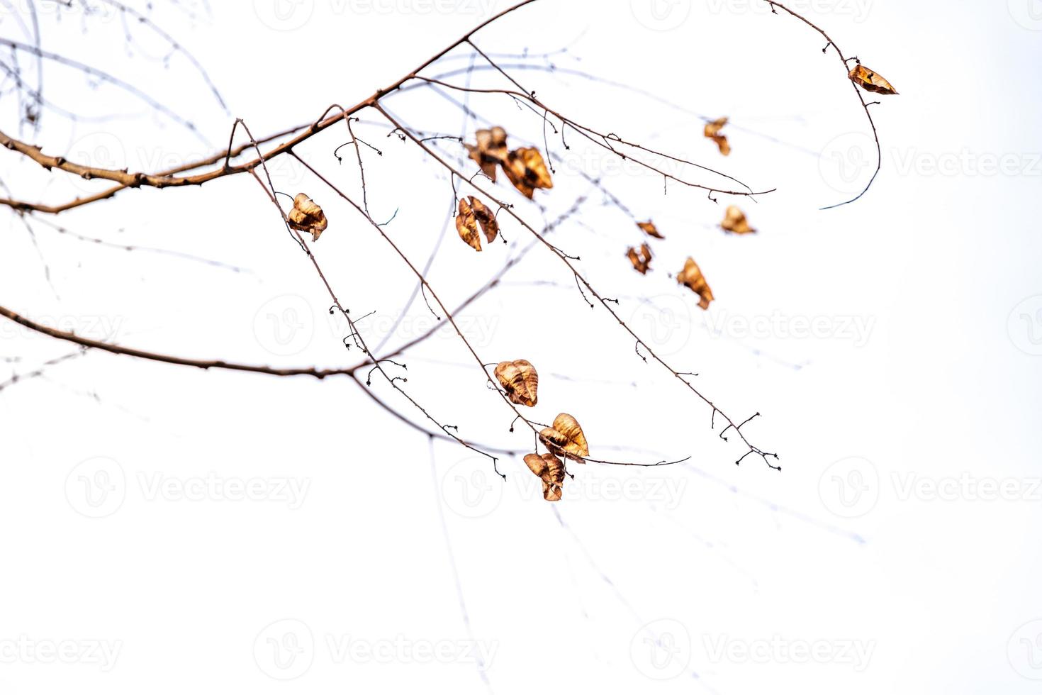 delicate golden autumn leaf on a light background in minimalism closeup photo
