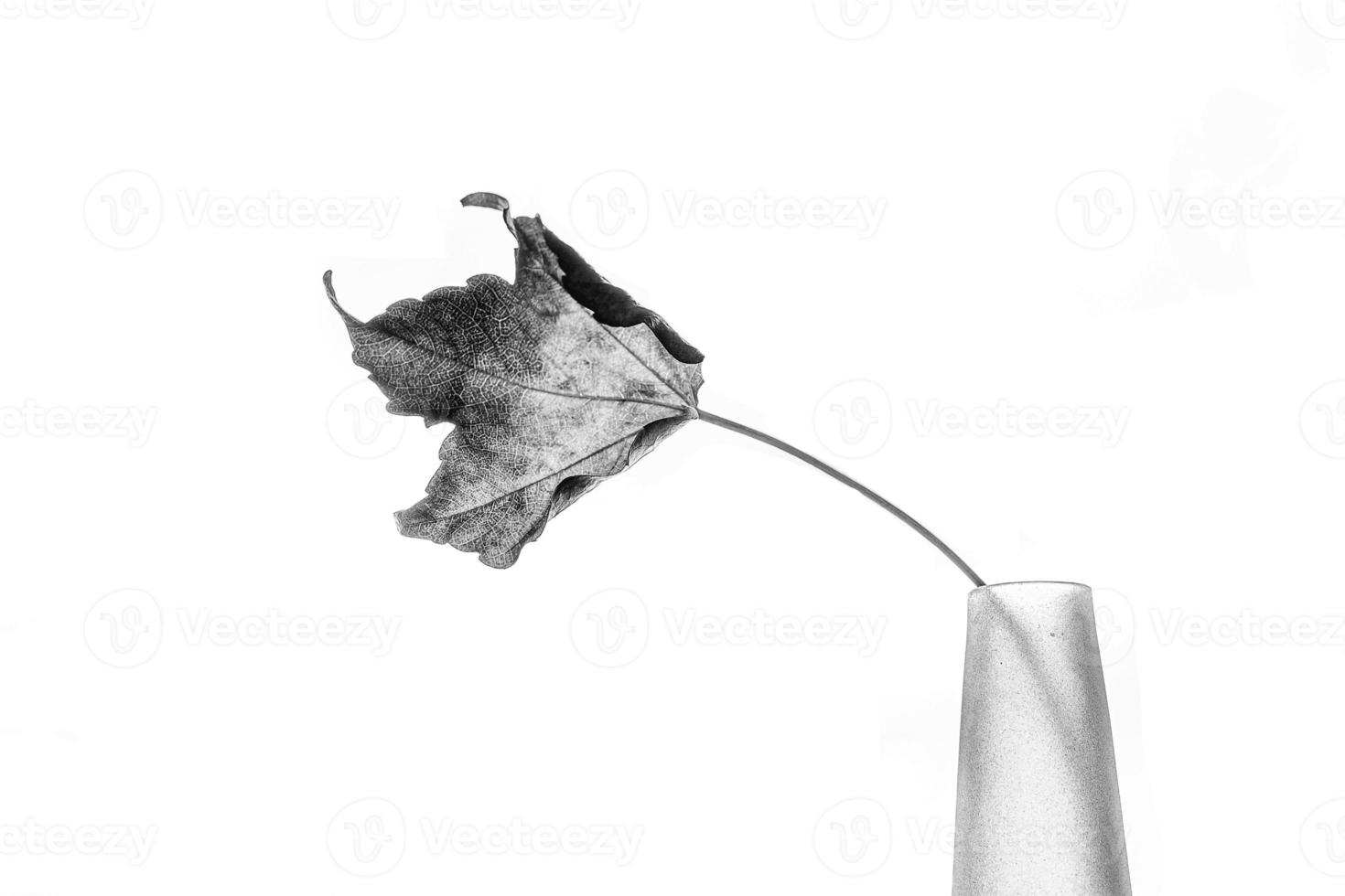 delicate golden autumn leaf on a light background in minimalism closeup photo