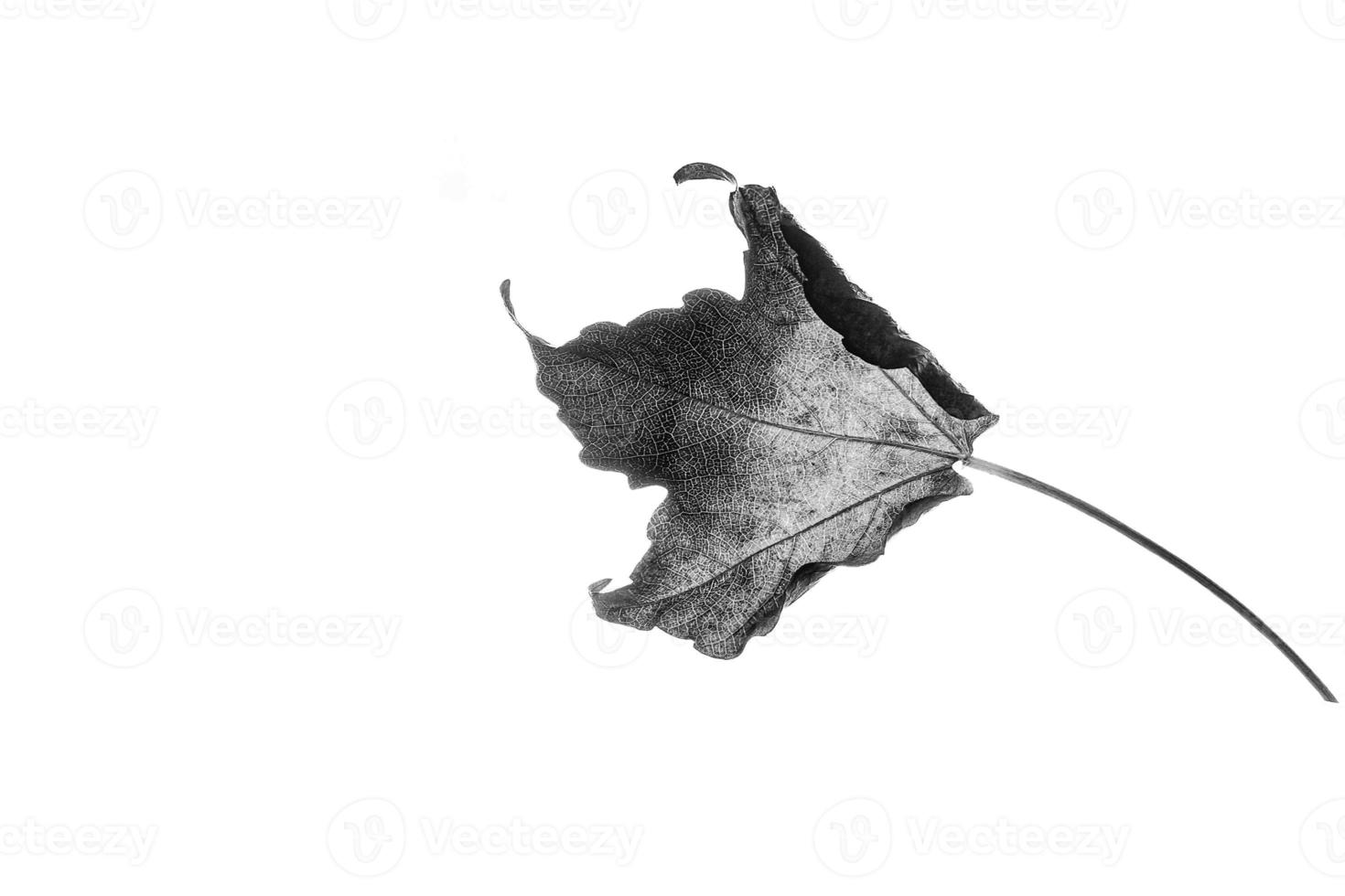 delicate golden autumn leaf on a light background in minimalism closeup photo
