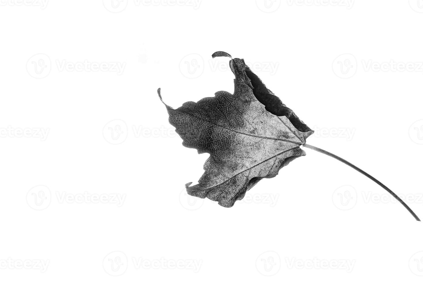 delicate golden autumn leaf on a light background in minimalism closeup photo