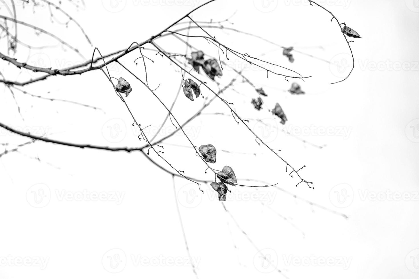 delicate golden autumn leaf on a light background in minimalism closeup photo