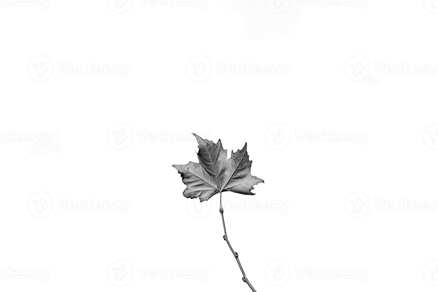 delicate golden autumn leaf on a light background in minimalism closeup photo