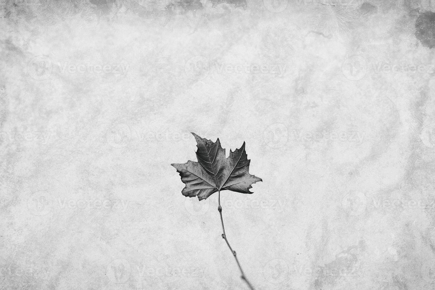 delicate golden autumn leaf on a light background in minimalism closeup photo