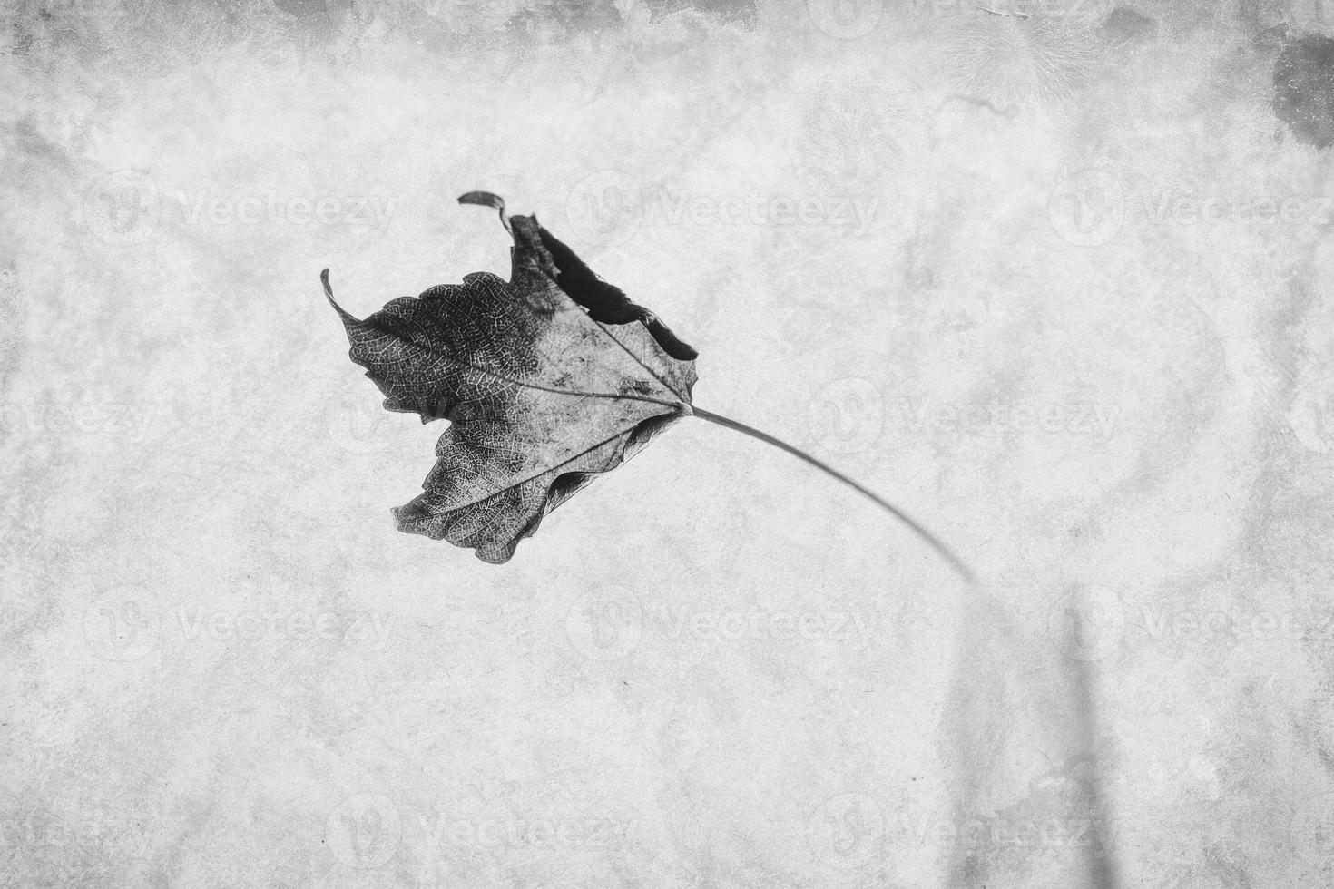 delicate golden autumn leaf on a light background in minimalism closeup photo