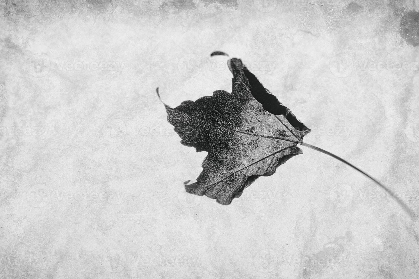 delicate golden autumn leaf on a light background in minimalism closeup photo