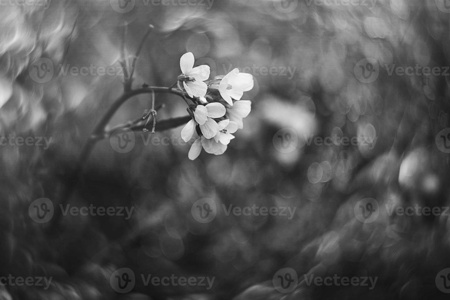 little delicate autumn flowers in the garden on a background with bokeh photo