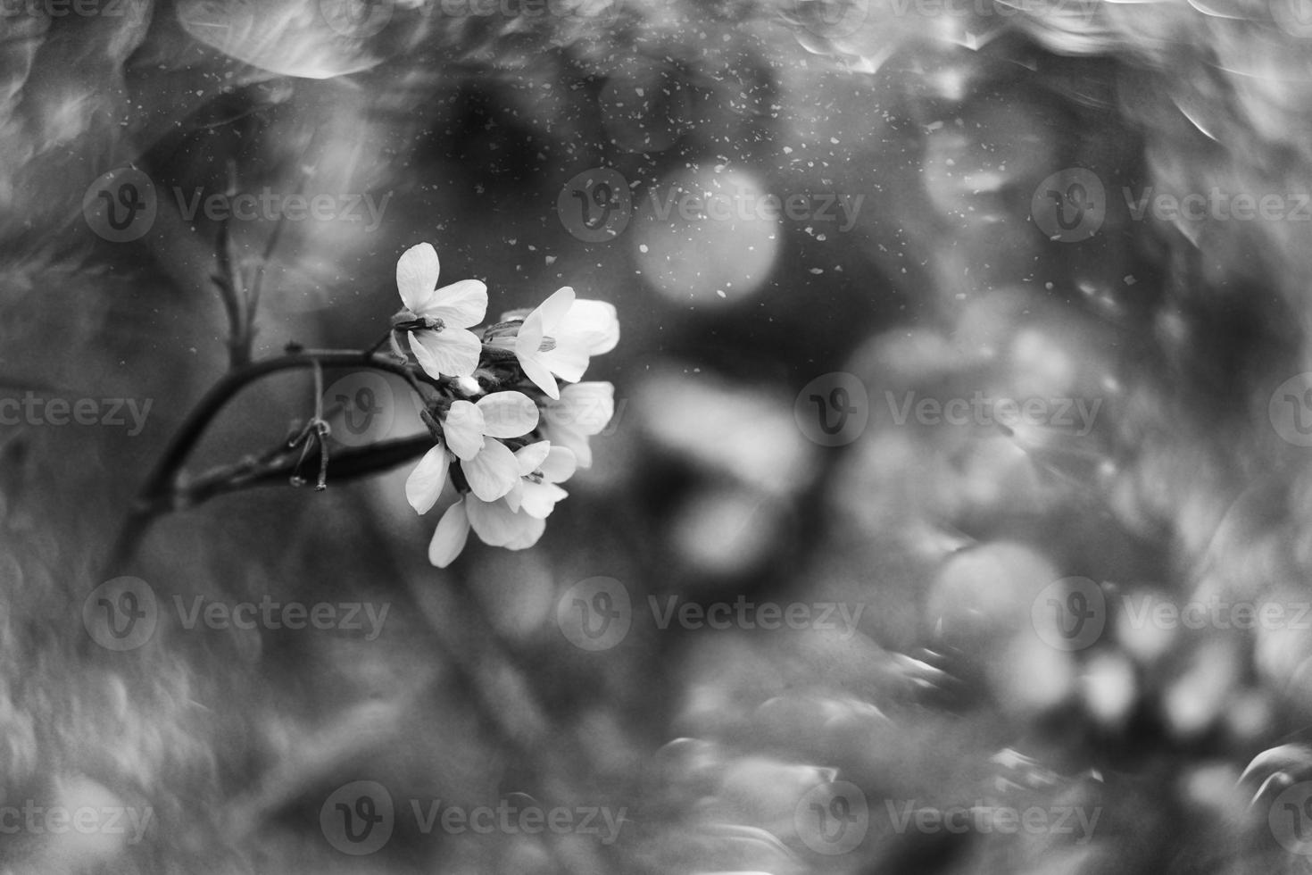 little delicate autumn flowers in the garden on a background with bokeh photo