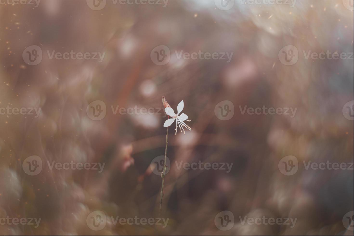 little delicate autumn flowers in the garden on a background with bokeh photo