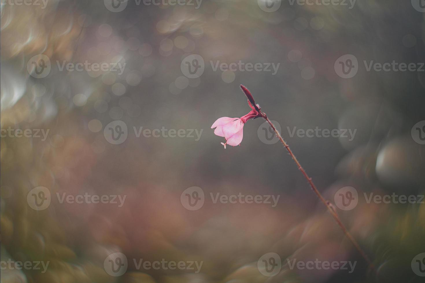 little delicate autumn flowers in the garden on a background with bokeh photo