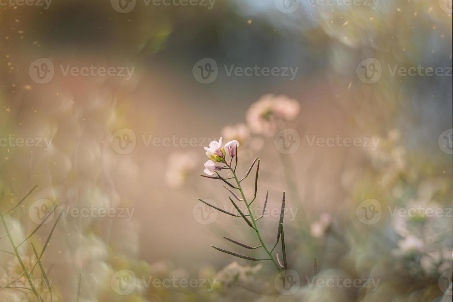 little delicate autumn flowers in the garden on a background with bokeh photo