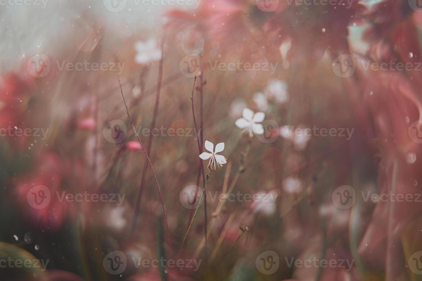 little delicate autumn flowers in the garden on a background with bokeh photo