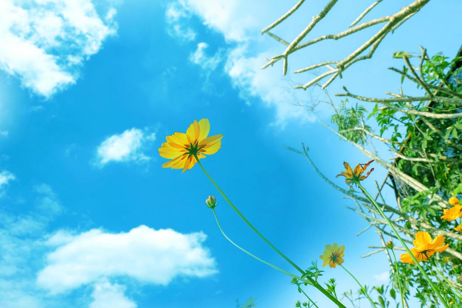 Yellow Cosmos flowers field at out door with blue sky ,nature background. photo