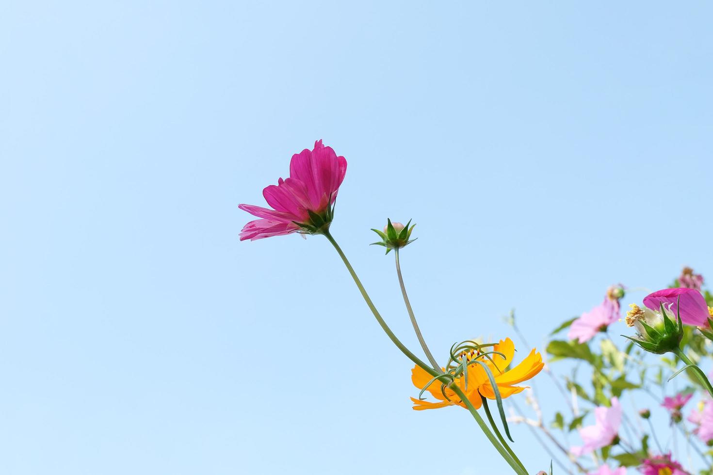 Cosmos flowers field with blue sky out door. photo
