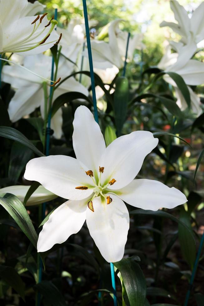 hermosa blanco lirio flor en botánico jardín floral decoración foto